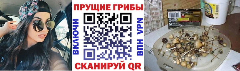 Псилоцибиновые грибы ЛСД  наркошоп  Дмитриев 